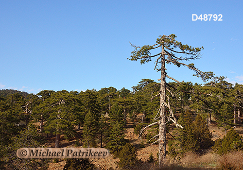 Cyprus Mediterranean forests